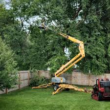 Best Hedge Trimming  in Amery, WI