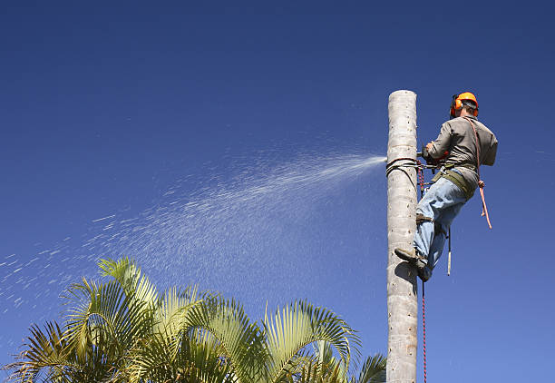 Best Tree Disease Treatment  in Amery, WI